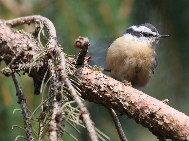 Red-breasted Nuthatch - 11/4/2018, Rose Valley Lake © Bobby Brown