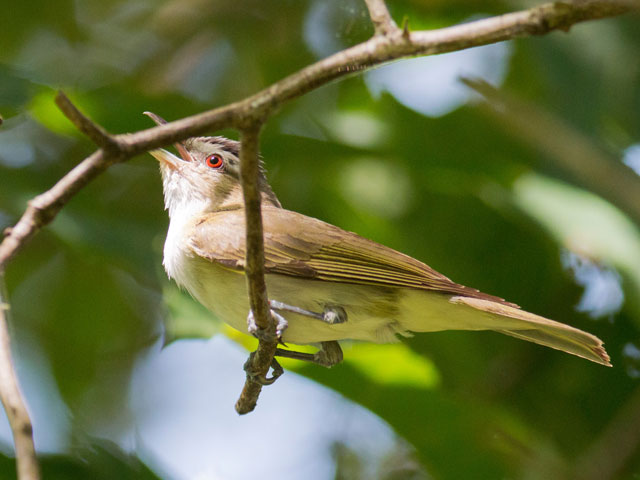Red-eyed Vireo - 7/27/2016, Jacoby Falls Trail © David Brown