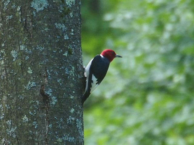 Red-headed Woodpecker - 7/10/2016, Slate Run © Bobby Brown