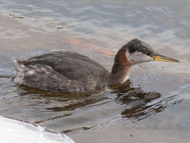 Red-necked Grebe - 3/5/2014, Williamsport Dam © David Brown