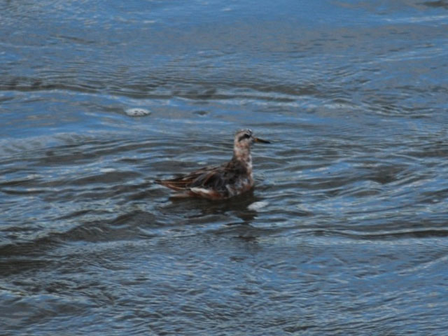 Red Phalarope - 5/11/2013, Lycoming Creek © Nate Fronk