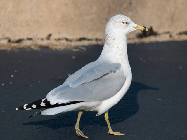 Ring-billed Gull - 11/19/2014, Montoursville © David Brown