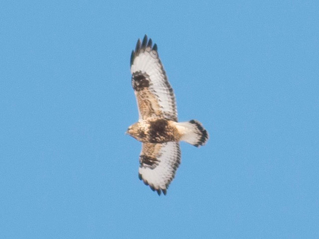 Rough-legged Hawk - 1/10/2015, Mill Hill Rd. © David Brown