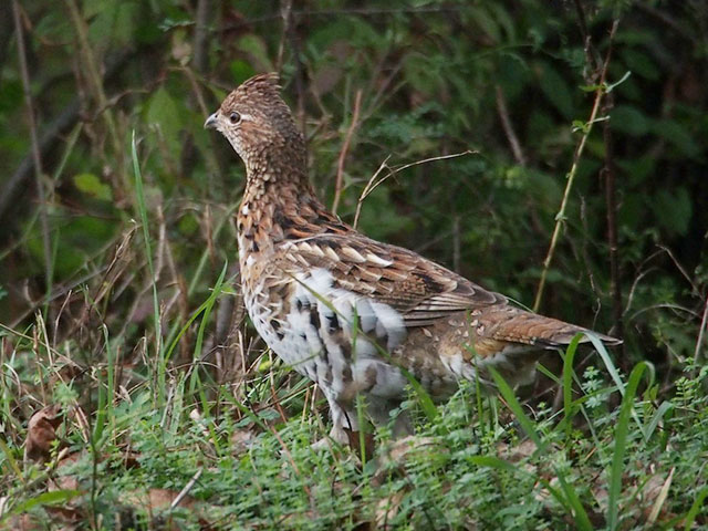 Ruffed Grouse - 10/15/2017, Cogan House Twp. © Bobby Brown