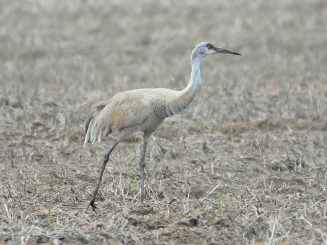 Sandhill Crane - 4/15/2017, South Williamsport Park © Bobby Brown