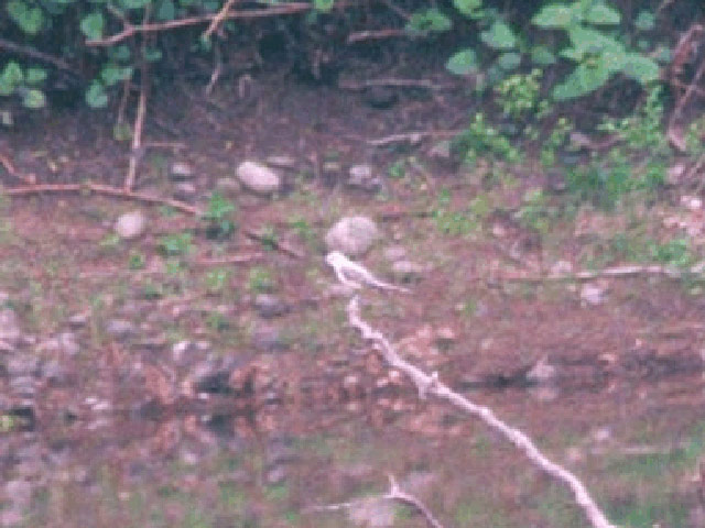 Scissor-tailed Flycatcher - 5/9/2003, Mill St. © Wayne Laubscher