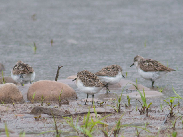 Semipalmated Sandpiper - 8/12/2014, Mill St. © David Brown