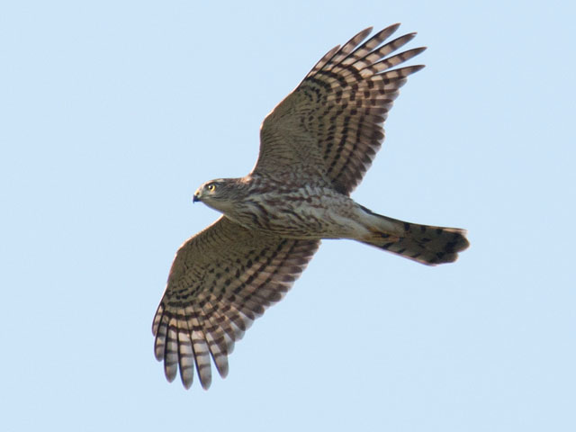 Sharp-shinned Hawk - 8/28/2016, State Game Lands 252 © David Brown