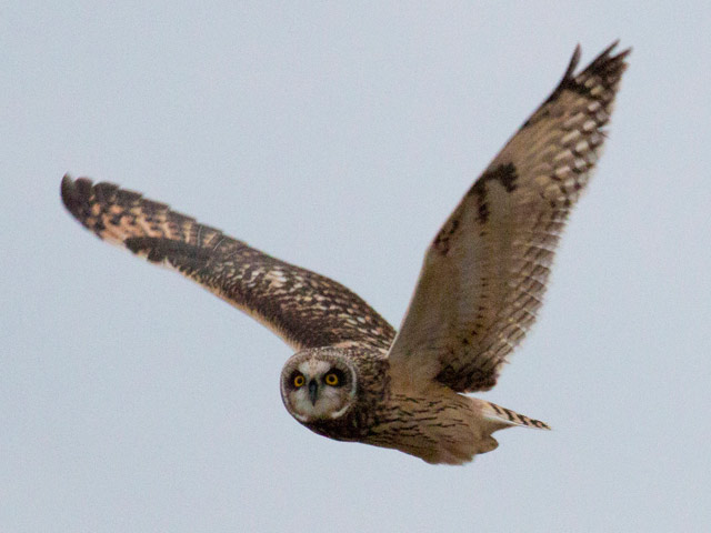 Short-eared Owl - 1/3/2016, Mill Hill Rd. © David Brown