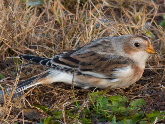 Snow Bunting - 10/31/2015, Rose Valley Lake © David Brown