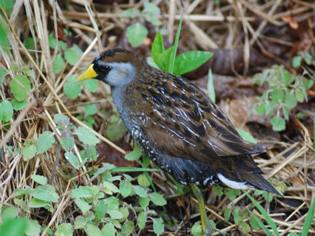 Sora - 5/22/2011, SGL 133 © Nate Fronk
