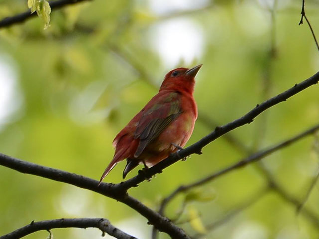 Summer Tanager - 5/8/2016, Canfield Island © Steve Pinkerton