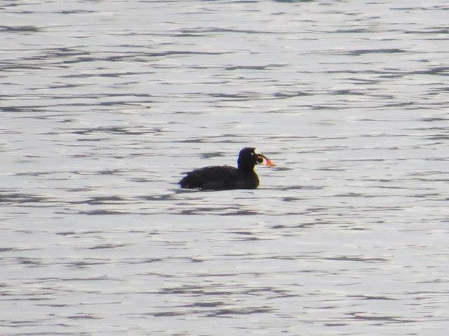 Surf Scoter - 4/16/2013, Rose Valley Lake © David Brown
