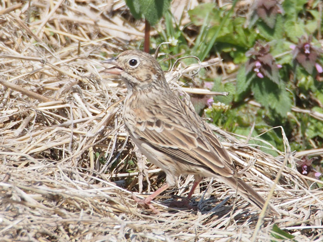 Vesper Sparrow - 4/15/2016, Lycoming Creek Bikeway © Bobby Brown
