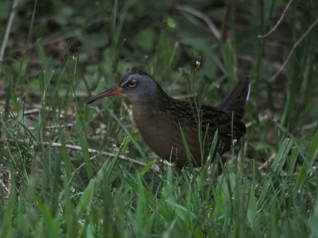 Virginia Rail - 4/30/2016, Powys Wetlands © Bobby Brown