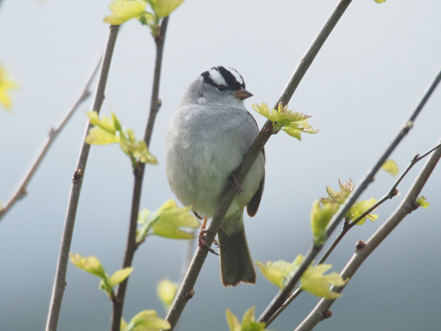White-crowned Sparrow - 5/20/2016, South Williamsport Community Park © Bobby Brown