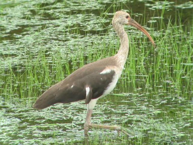 White Ibis - 8/7/2009, Picture Rocks © Dave Ferry