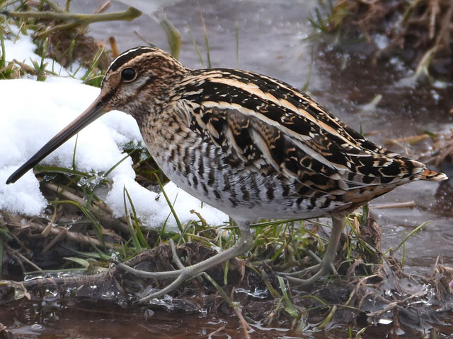 Wilson's Snipe - 3/11/2017, Gamble Twp. © Judi Pinkerton