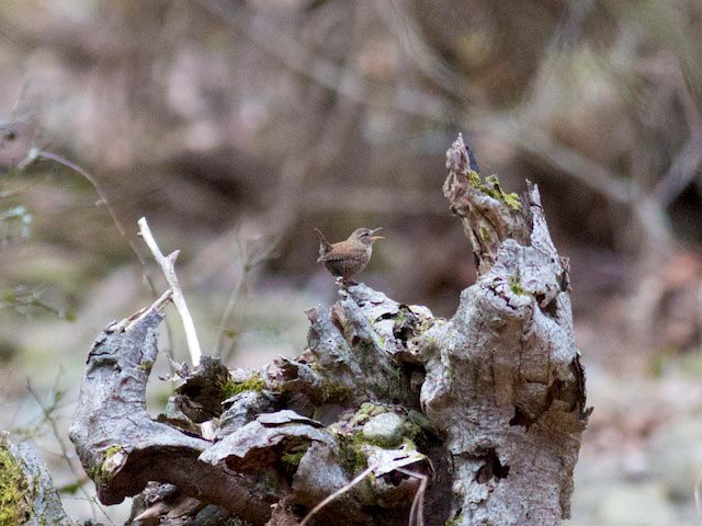 Winter Wren - 3/23/2016, Jacoby Falls Trail © David Brown
