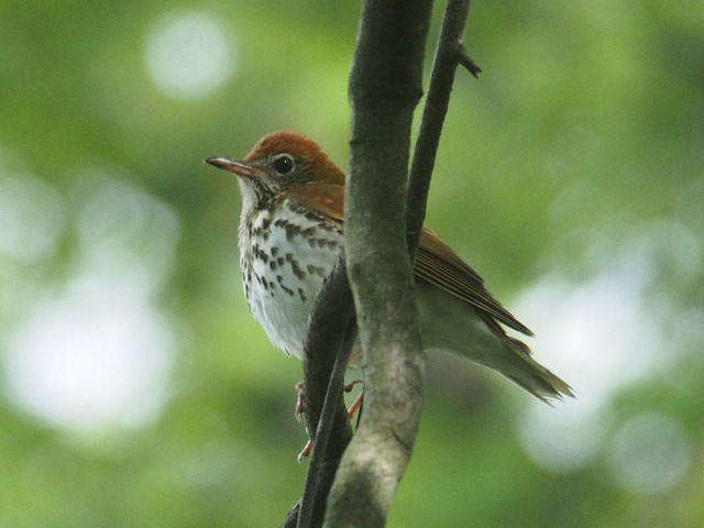 Wood Thrush - 5/15/2016, Canfield Island © Bobby Brown