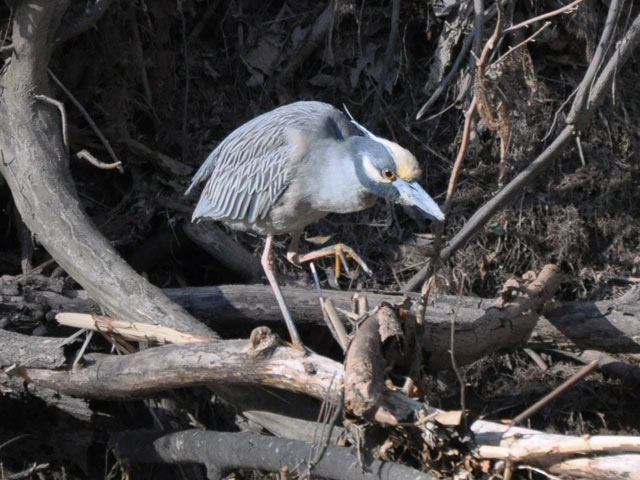 Yellow-crowned Night-Heron - 4/10/2010, McKee Road. © Judi Pinkerton